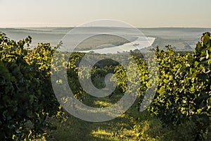 Rows of vineyard before harvesting, drone view