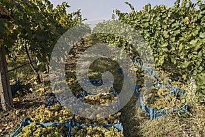 Rows of vineyard before harvesting, drone view