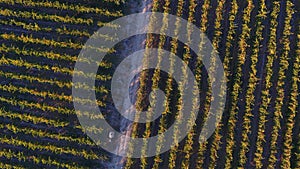 Rows of vineyard before harvesting, drone view