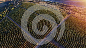 Rows of vineyard before harvesting, drone view