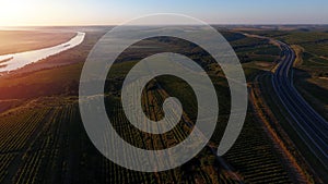 Rows of vineyard before harvesting, drone view