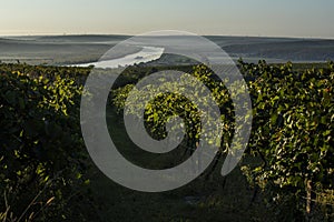 Rows of vineyard before harvesting, drone view