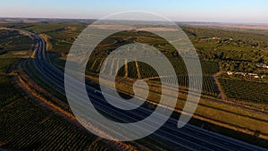 Rows of vineyard before harvesting, drone view