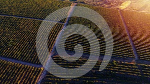 Rows of vineyard before harvesting, drone view