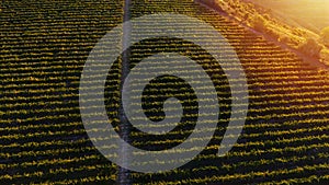 Rows of vineyard before harvesting, drone view