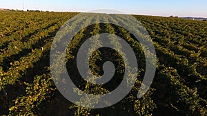 Rows of vineyard before harvesting, drone view