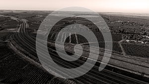 Rows of vineyard before harvesting