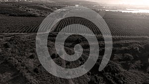 Rows of vineyard before harvesting