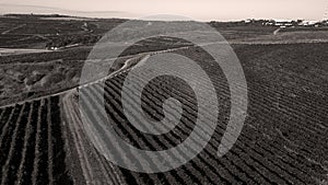 Rows of vineyard before harvesting