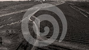 Rows of vineyard before harvesting