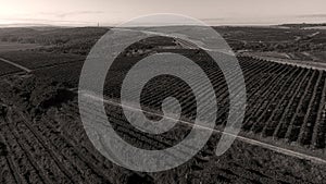 Rows of vineyard before harvesting