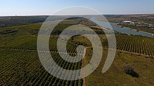 Rows of vineyard before harvesting