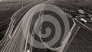 Rows of vineyard before harvesting