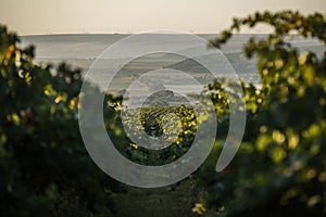 Rows of vineyard before harvesting