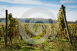 Rows of vineyard after harvesting