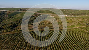 Rows of vineyard before harvesting, seen from drone