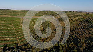 Rows of vineyard before harvesting, seen from drone