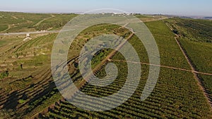 Rows of vineyard before harvesting, seen from drone