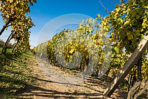 Rows of vineyard after harvesting