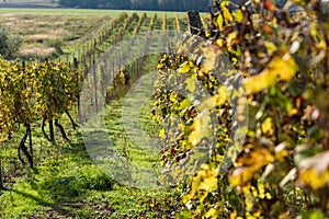 Rows of vineyard after harvesting in Slovakia. Shallow DOF