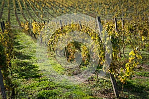 Rows of vineyard after harvesting. Space in left side