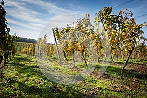 Rows of vineyard after harvesting. Space in left side