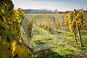 Rows of vineyard after harvesting. Space in right side