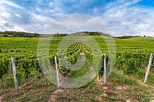 Rows of vineyard on hill before harvesting