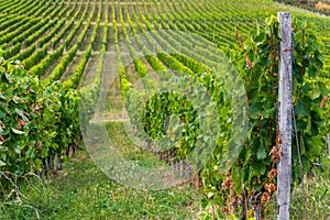 Rows of vineyard on hill before harvesting