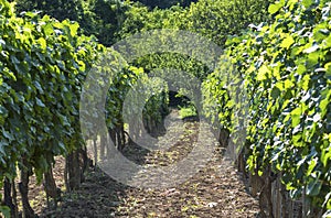 Rows of vineyard