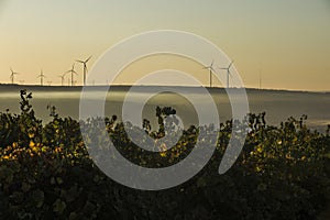 Rows of vineyard and wind turbines