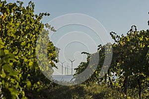 Rows of vineyard and wind turbines