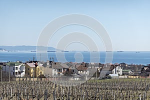 Rows of vineyards in early spring against the backdrop of the sea and ships