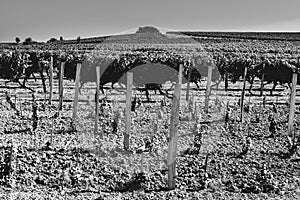 Rows of vineyards  before harvesting