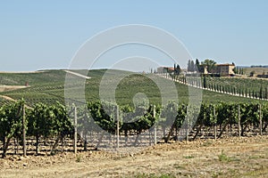 Rows of vineyards and hills of Tuscany in Italy photo