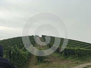 Rows of vineyards in the Langhe, Piedmont - Italy