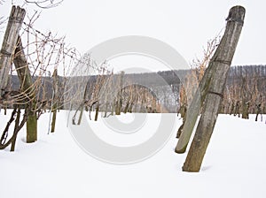 Rows of vineyards in winter