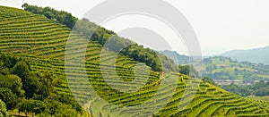 Rows of vineyards in Zarautz, Euskadi