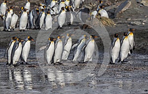 Rows of walking king penguins