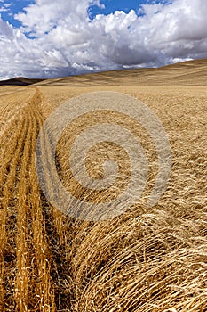 Rows of wheat in the Palouse.