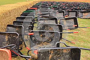 Rows of Wheelbarrows ready for Picking Pumpkins