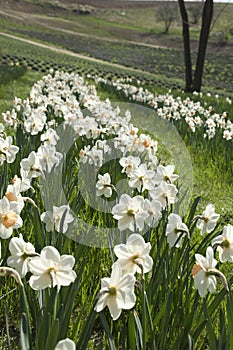 Rows of white daffodils