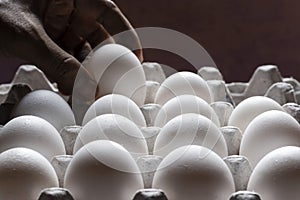 Rows of white poultry eggs