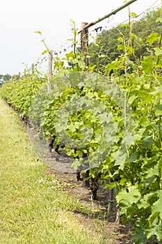 Rows on white wine grape plants on Dutch vineyard in North Brabant