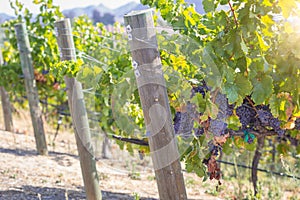 Rows of Wine Grape Vineyard in The Morning Sun.