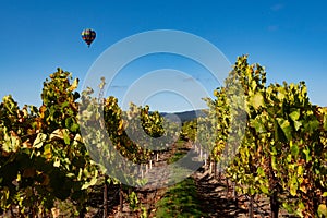 Rows of wine grapes with hot air balloon