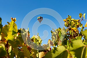Rows of wine grapes with hot air balloon