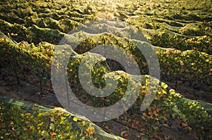 Rows of wine grapes at sunrise