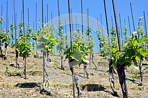 Rows of wine vine in a vineyard