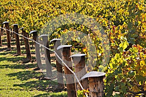 Rows of Winery Grape Vines in Autumn Colours